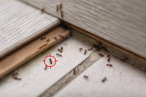 Best Pest Prevention Services  in Clayton, MO