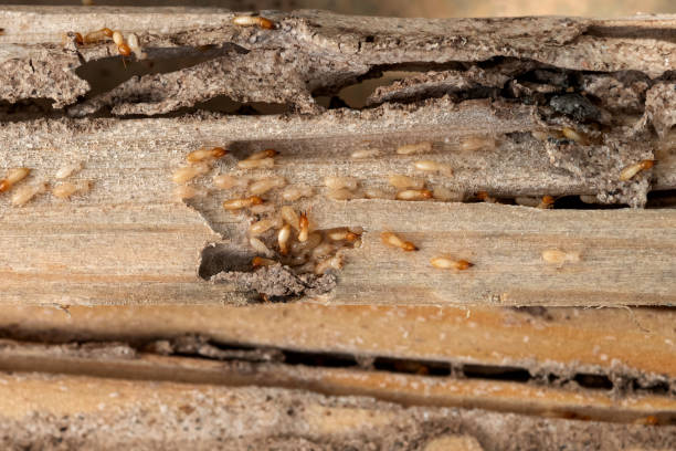 Trusted Clayton, MO Pest Control Experts